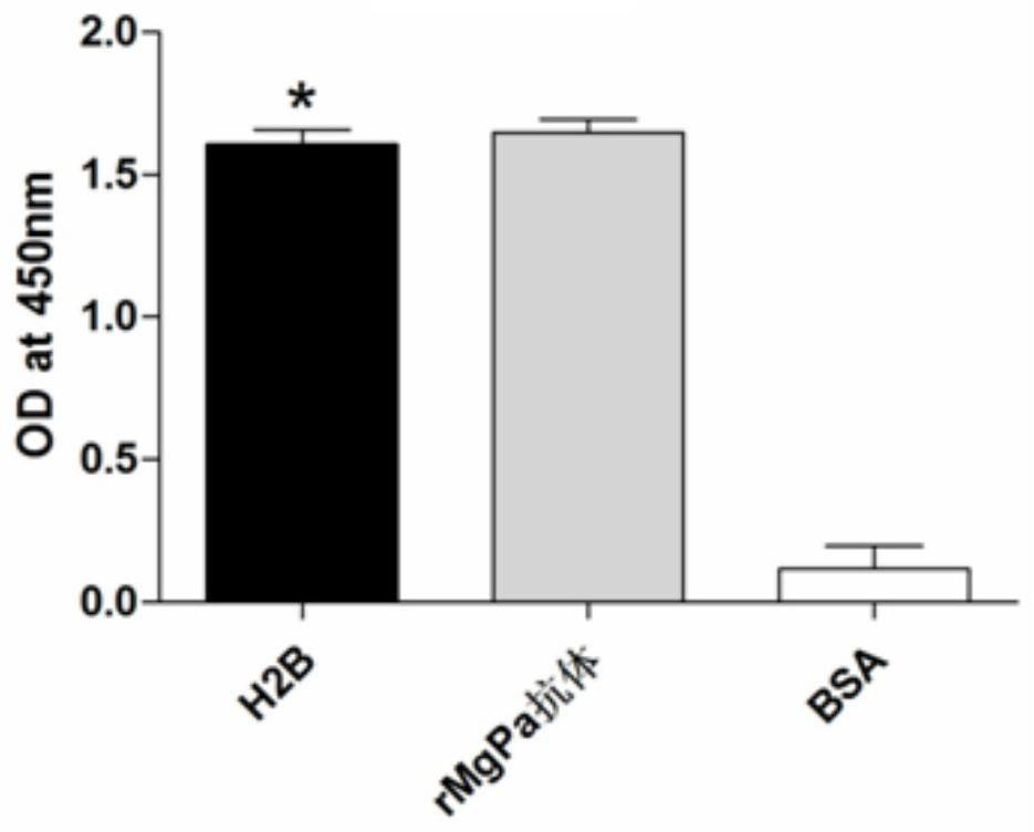 Receptor protein interacting with mycoplasma genitalium mgpa, isolation method and use thereof