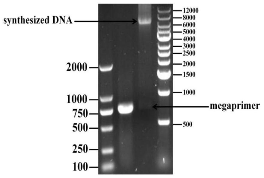 Recombinant carbonyl reductase mutant, gene, vector, engineering bacteria and application thereof