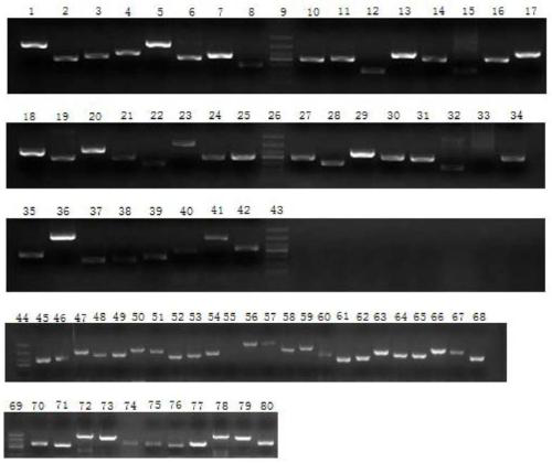 Method for determining gene mutation sites in children with pulmonary interstitial pneumonia