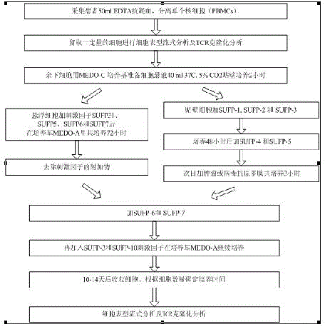 In vitro amplification method of self-specific T cell, prepared T cell system, pharmaceutical use of cell system and component monitoring method of cell system