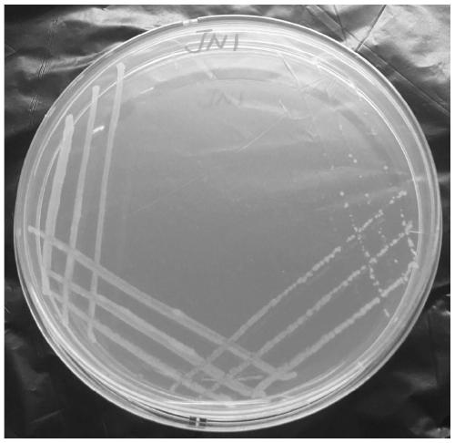 A kind of bacterial strain jn1 for degrading petroleum hydrocarbons in oily sludge and its application