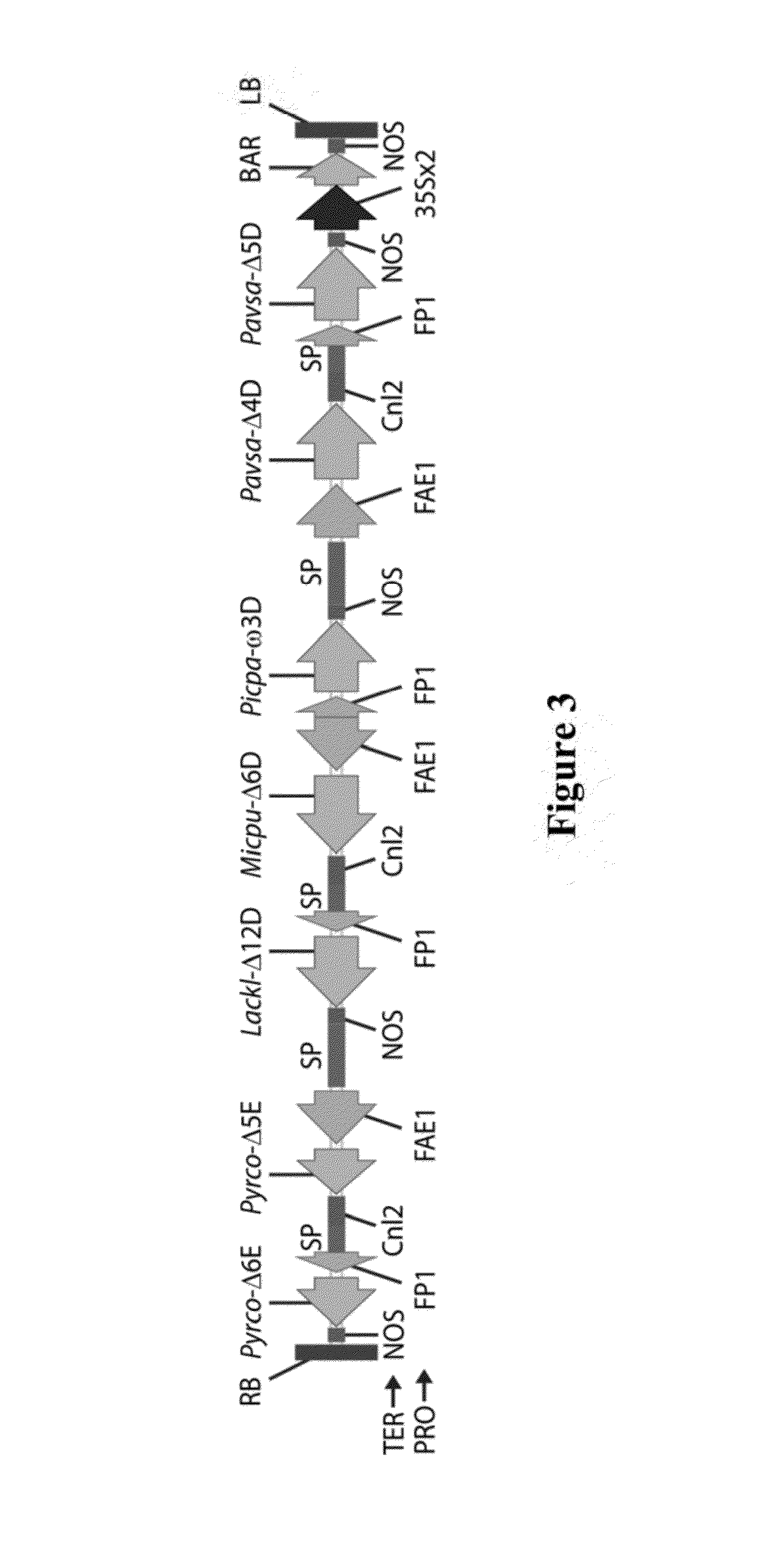 Lipid compositions comprising triacylglycerol with long-chain polyunsaturated fatty acids at the sn-2 position