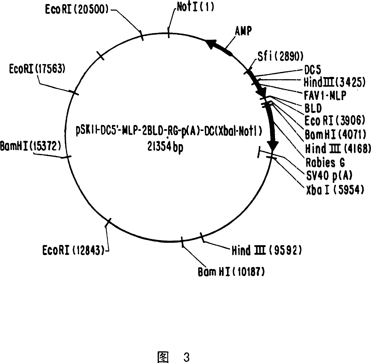 Recombinant eggs and gene cloning and expression vectors based on avian adenoviruses