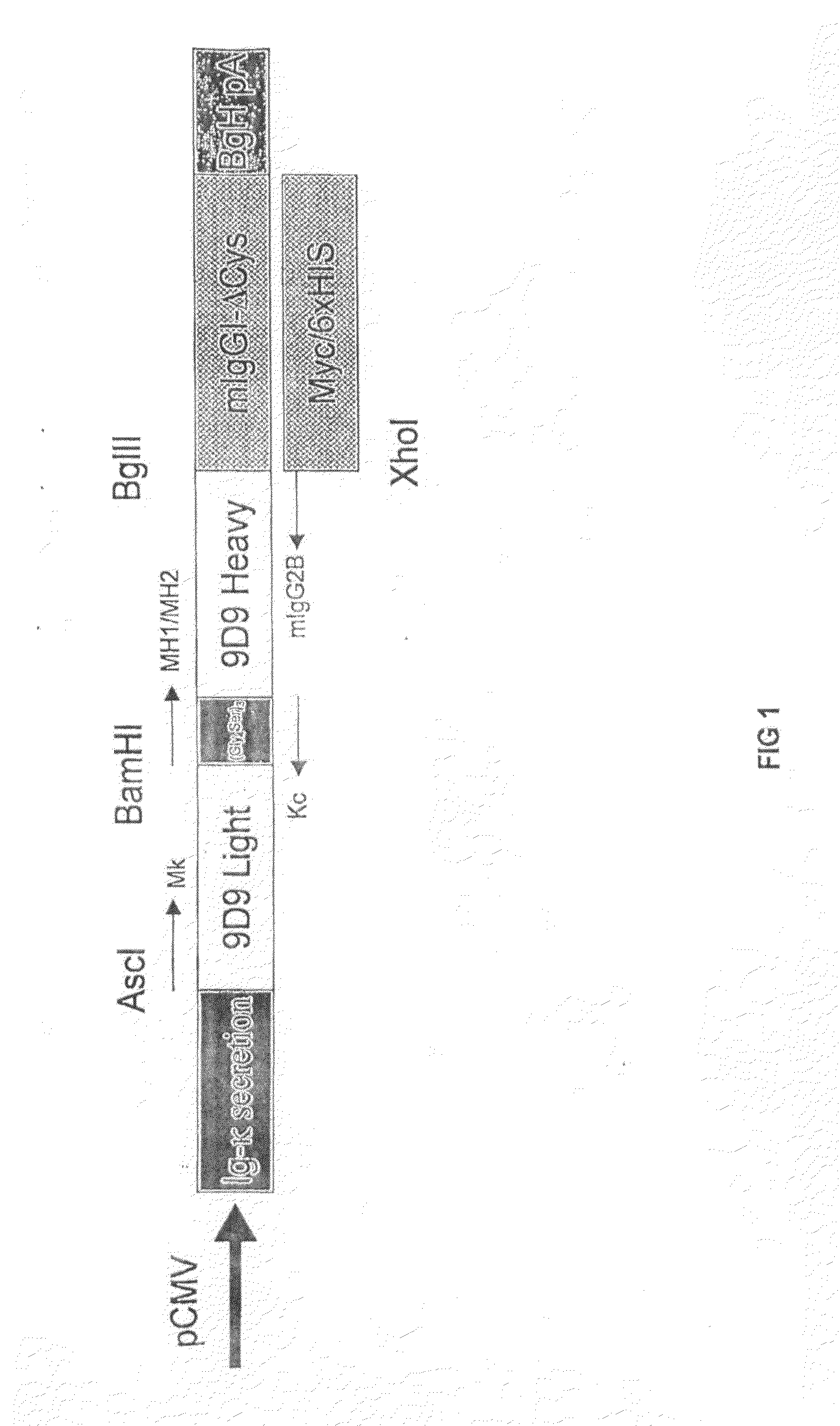Methods and Compositions for Localized Secretion of Anti-CTLA-4 Antibodies