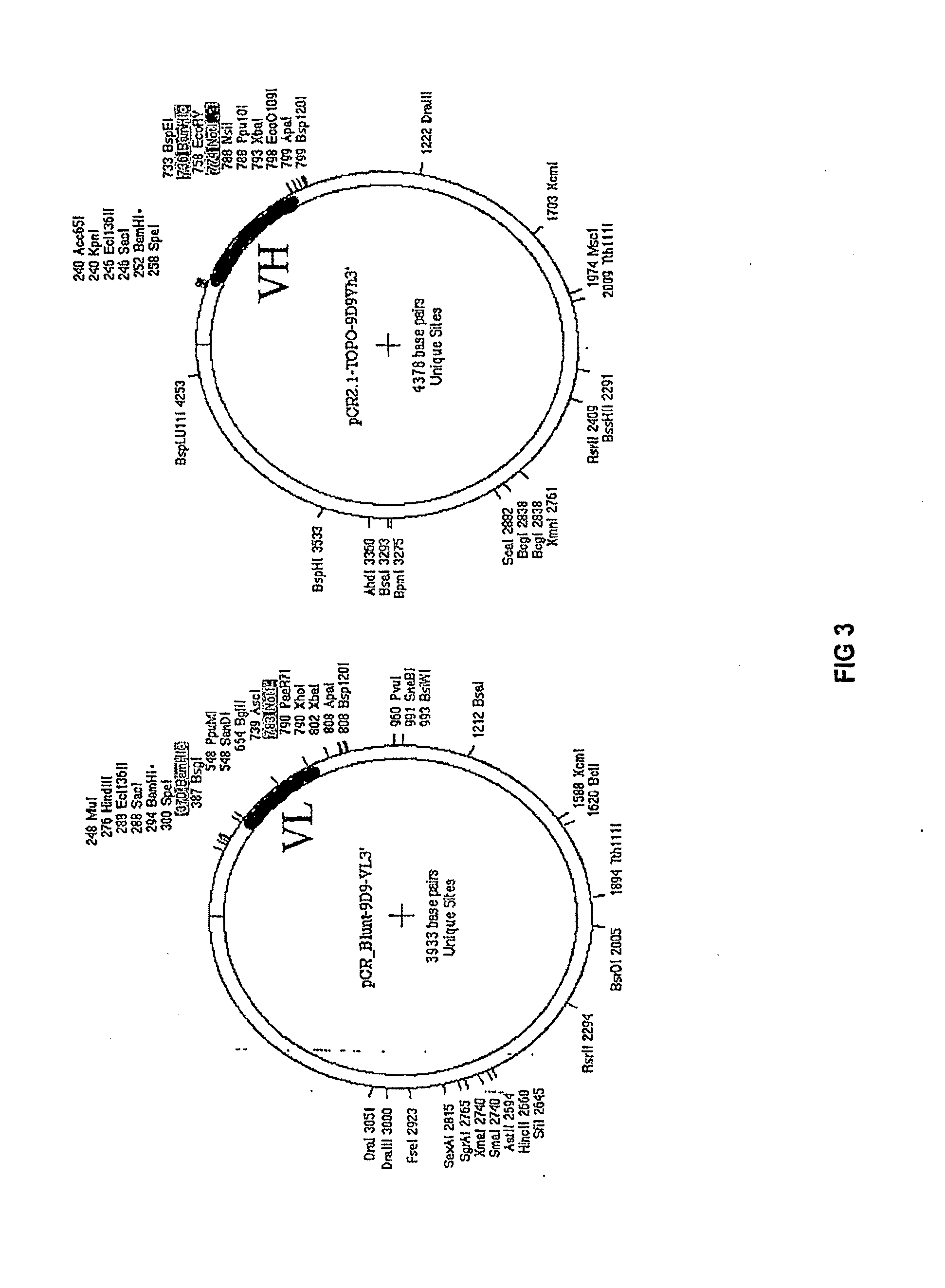 Methods and Compositions for Localized Secretion of Anti-CTLA-4 Antibodies