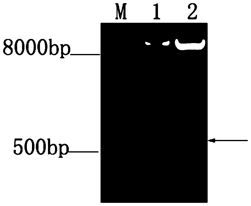 Duck gamma interferon mutant and preparation method and application thereof