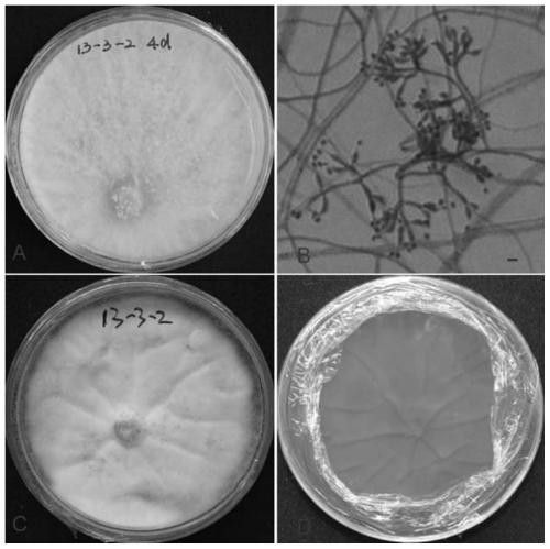 A strain of Trichoderma harzianum and its application