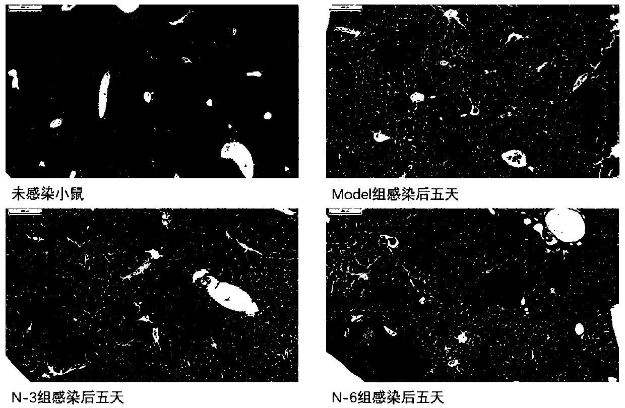 Application of n-3 polyunsaturated fatty acid in preparing medicine for preventing salmonella infection