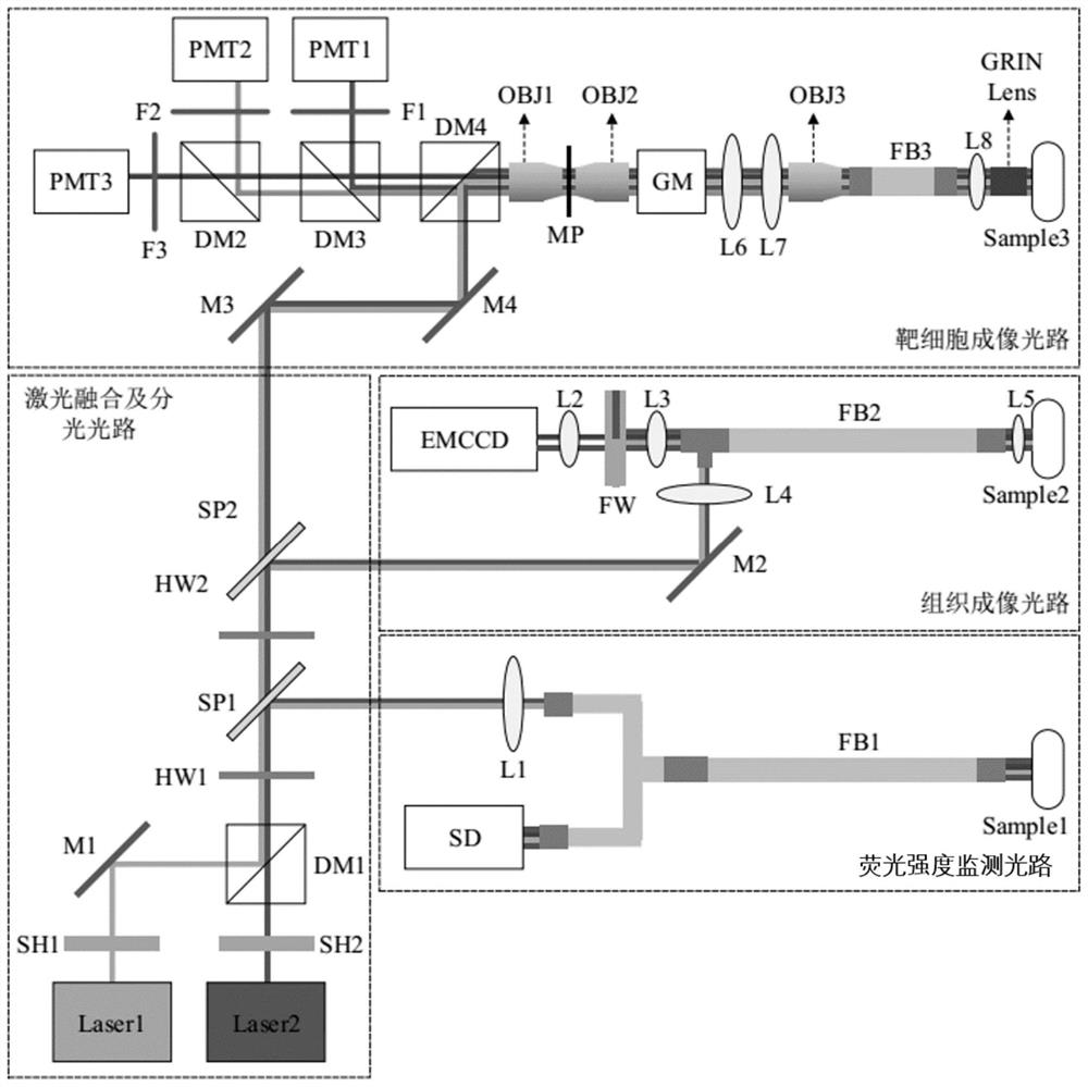 Multi-scale optical fiber fluorescence microscopic imaging system