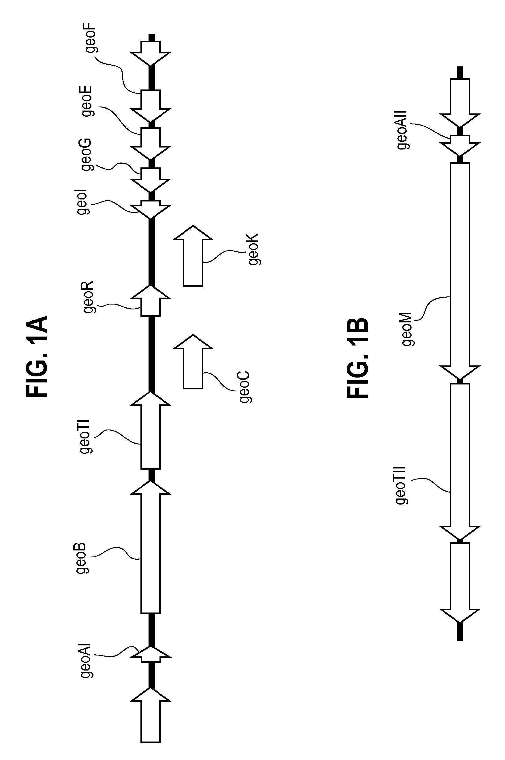 Class I and II lantibiotics from geobacillus thermodenitrificans