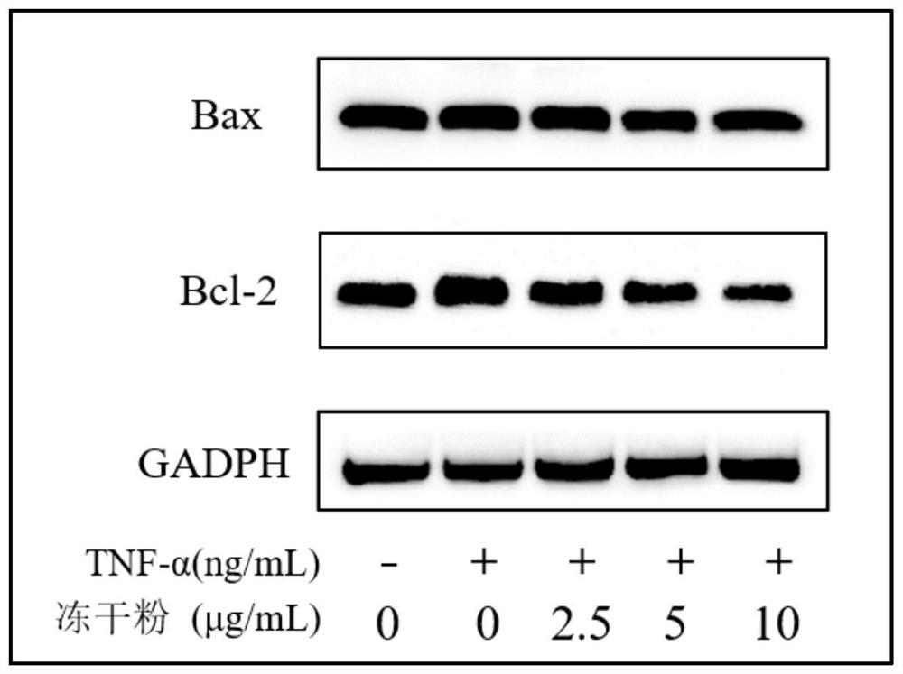 Traditional Chinese medicine composition for treating rheumatoid arthritis as well as preparation method and application thereof