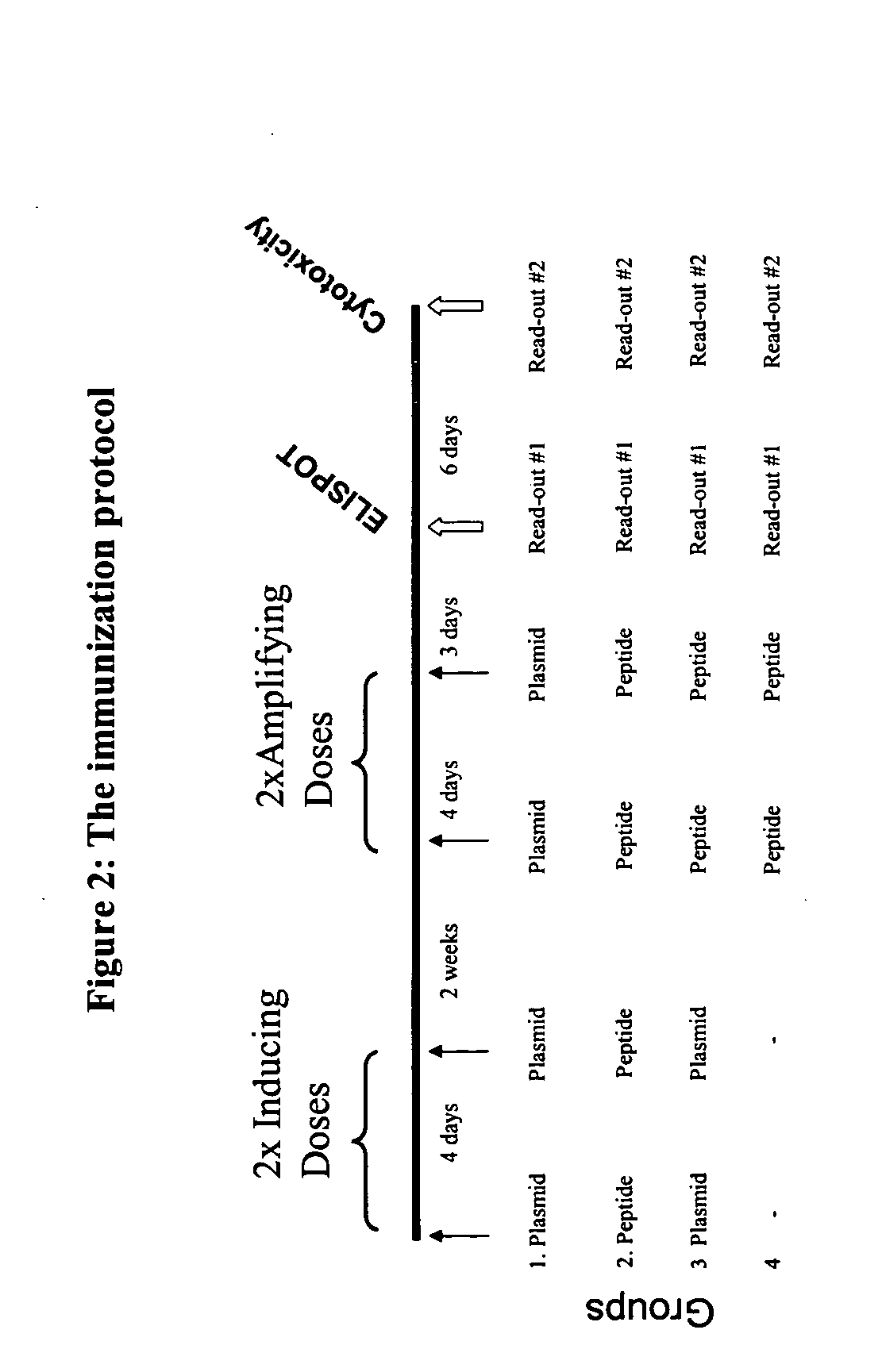 Methods of elicit, enhance and sustain immune responses against MHC class I-restricted epitopes, for prophylactic or therapeutic purposes