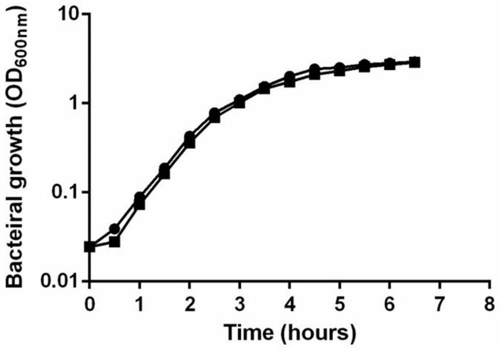 Application of attenuated salmonella in preparation of medicine for treating lung cancer pleural effusion