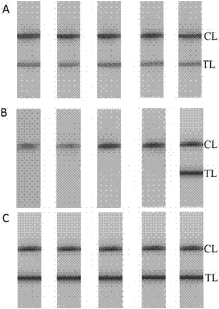 Method for detecting staphylococcus aureus based on nucleic acid chromatography biosensing technique