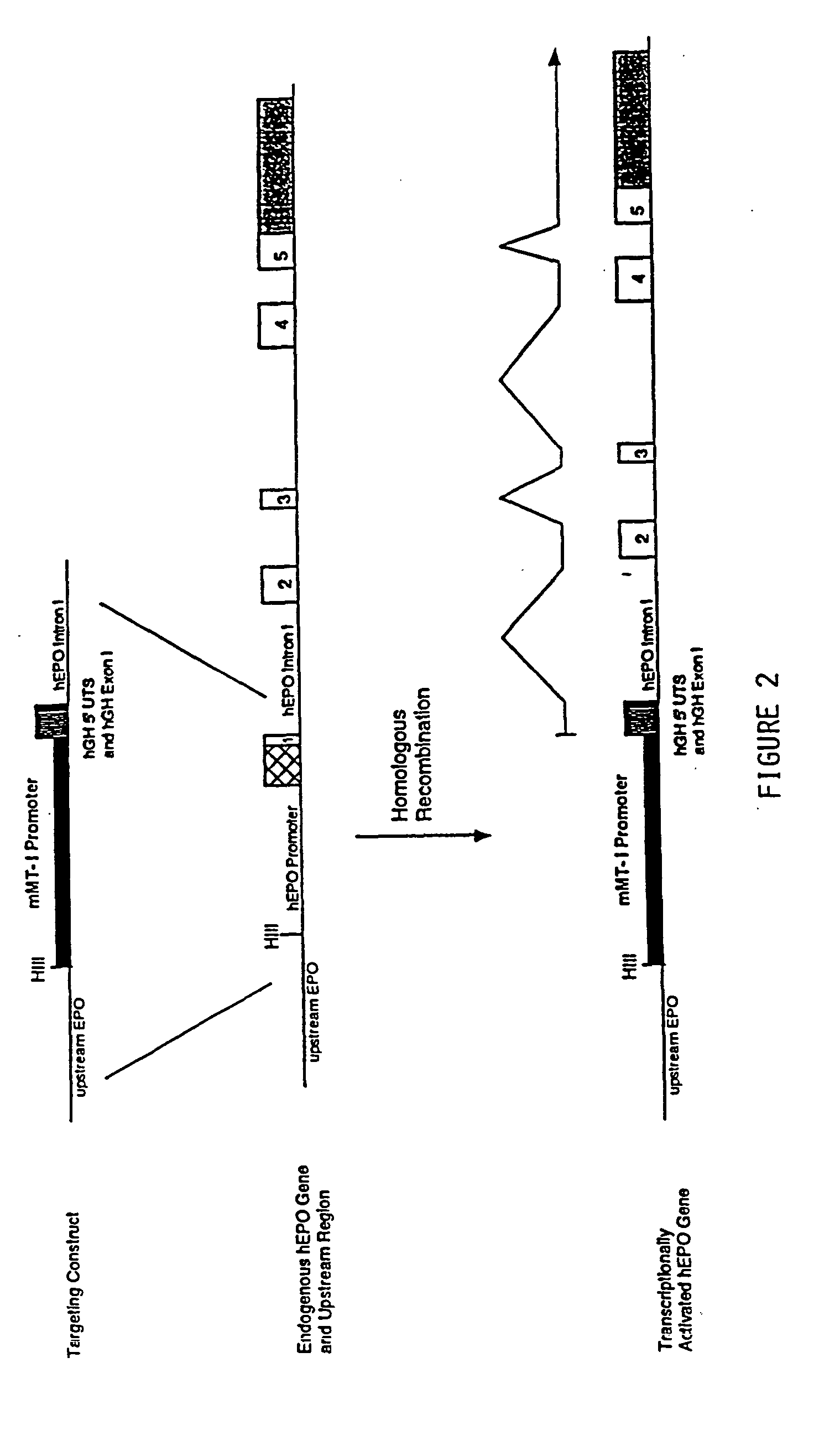 DNA construct for effecting homologous recombination and uses thereof