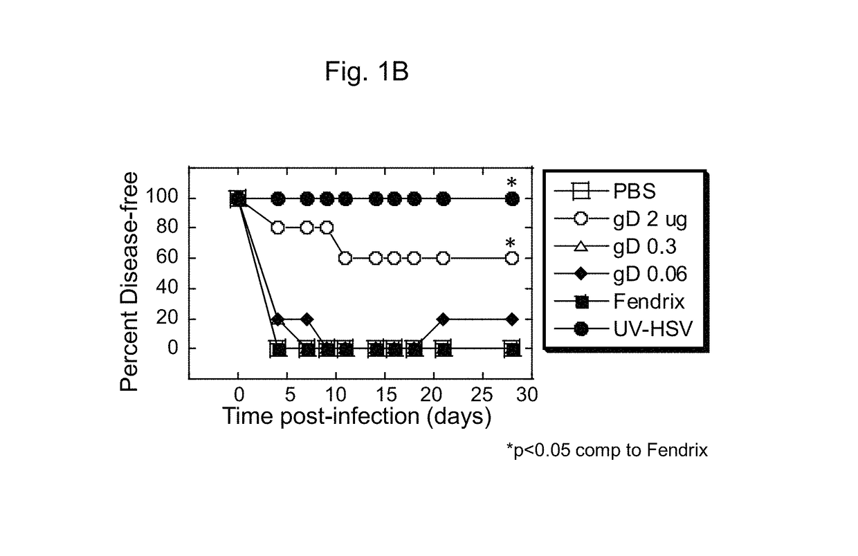 Herpes simplex virus vaccine compositions and methods of production and use thereof