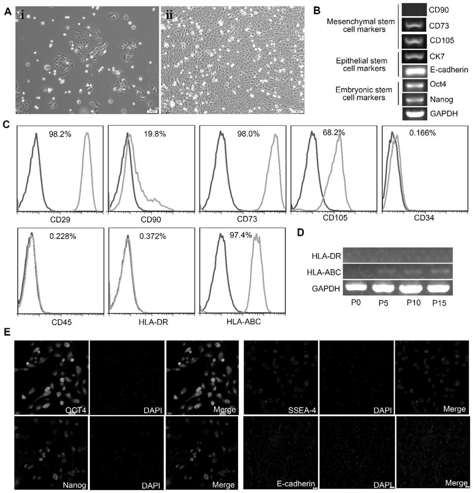 A method for inducing differentiation of amniotic epithelial stem cells into functional liver cells and its application