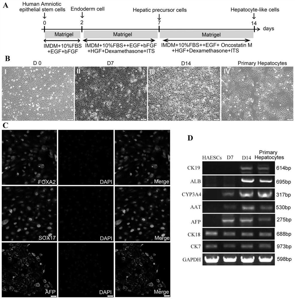 A method for inducing differentiation of amniotic epithelial stem cells into functional liver cells and its application