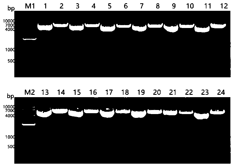 Selection method of signal peptide while foreign protein is expressed by Chinese hamster ovary cells and application thereof