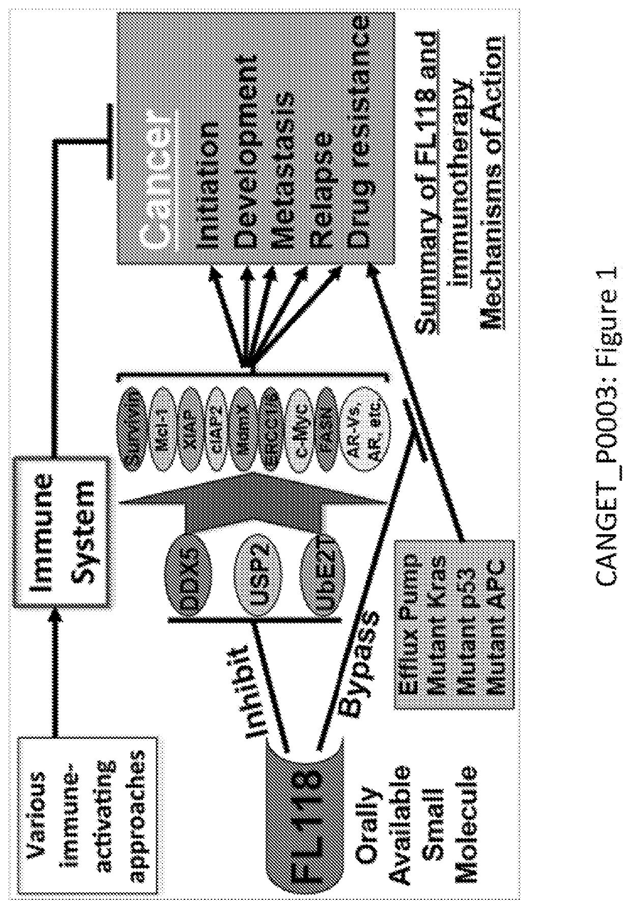 Novel anticancer drug fl118 formulation in combination with immunotherapy for treatment of human cancer