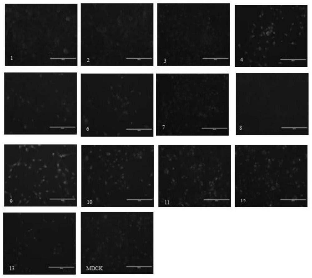 A kind of full suspension mdck cell and the method utilizing full suspension mdck cell to cultivate swine influenza virus