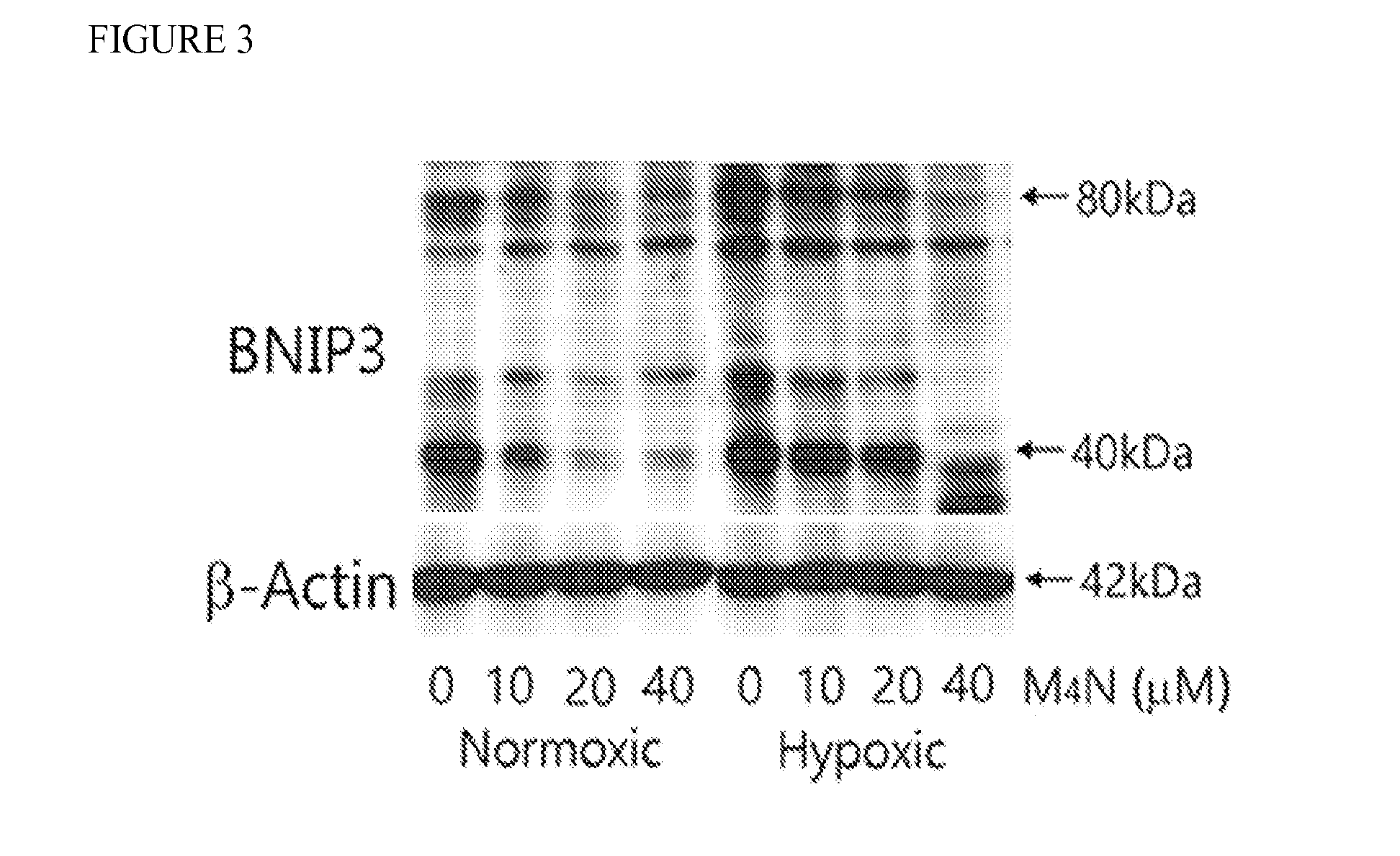 Methods for inhibition of bnip3 and prevention and treatment of ischemia reperfusion injury by tetra-o-methyl nordihydroguaiaretic acid