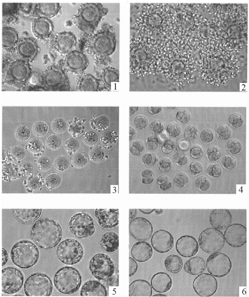 In-vitro maturation culture method for oocyte of mouse and method for establishing parthenogenetic embryonic stem cell line