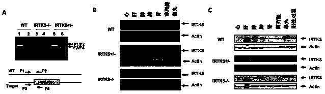 IRTKS gene-knocked out mouse model, construction method and application thereof