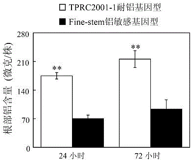 A kind of malic enzyme gene sgme1 and its application