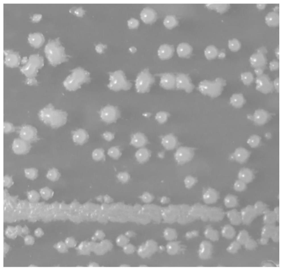 Bacillus licheniformis for straw degradation and application thereof