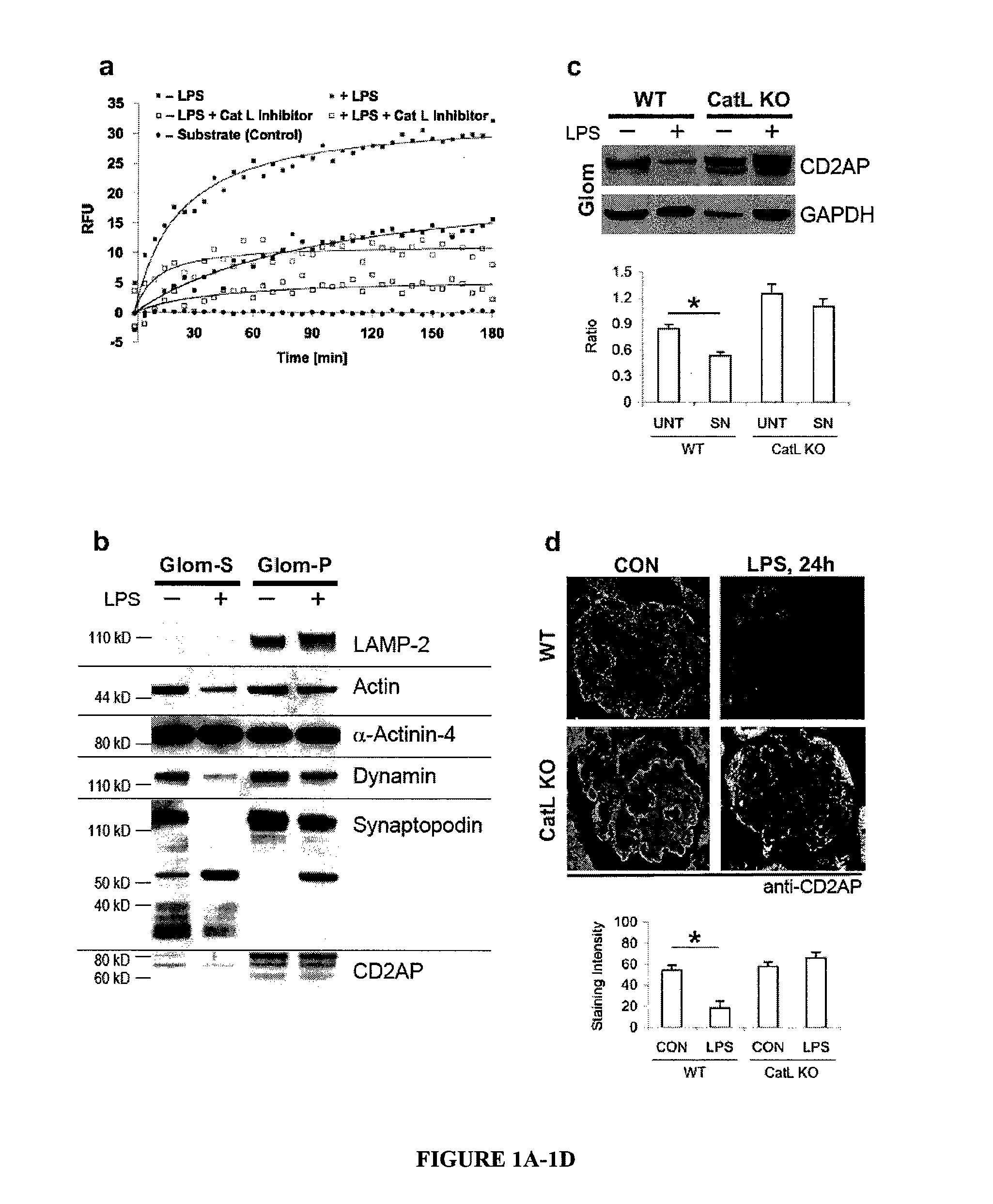 Limited proteolysis of cd2ap and progression of renal disease