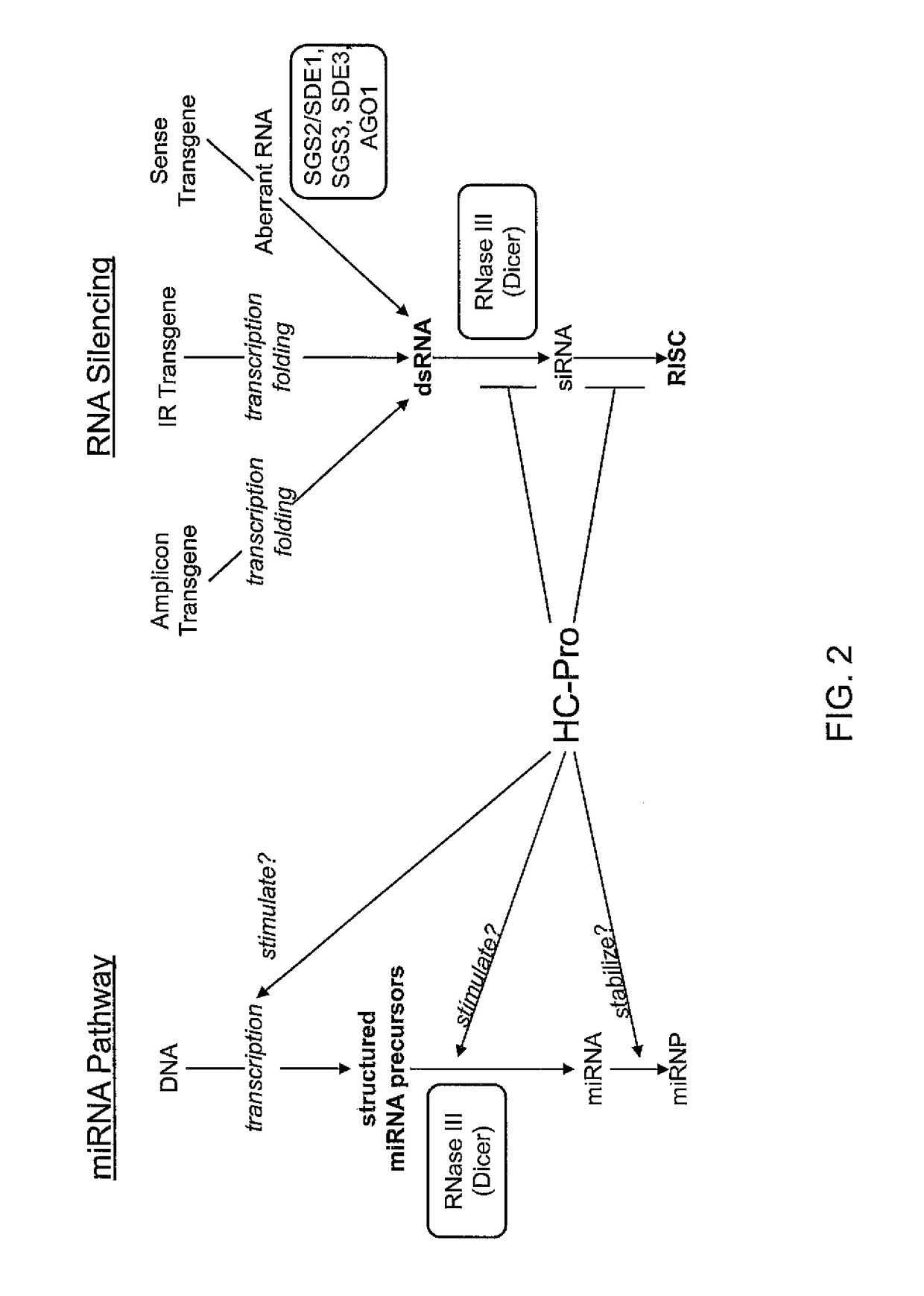 Compositions and methods for the modulation of gene expression in plants