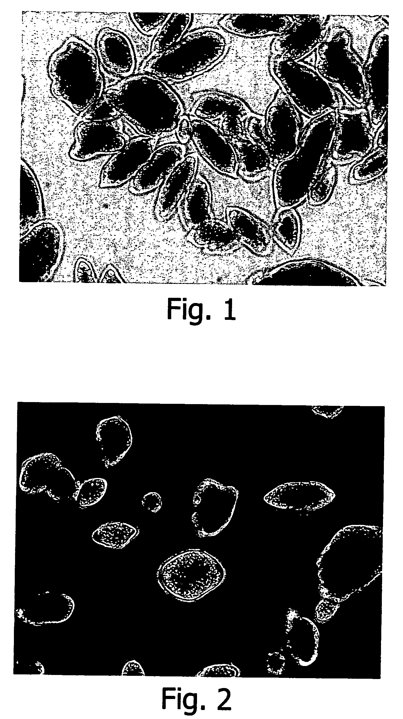 Encapsulated agglomeration of microcapsules and method for the preparation thereof