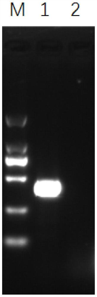 PCR primer for detecting duck adenovirus type 4 as well as detection method and application of PCR primer