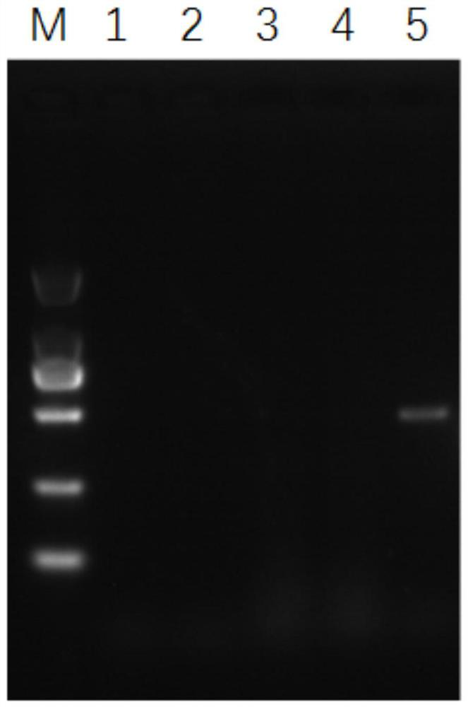 PCR primer for detecting duck adenovirus type 4 as well as detection method and application of PCR primer