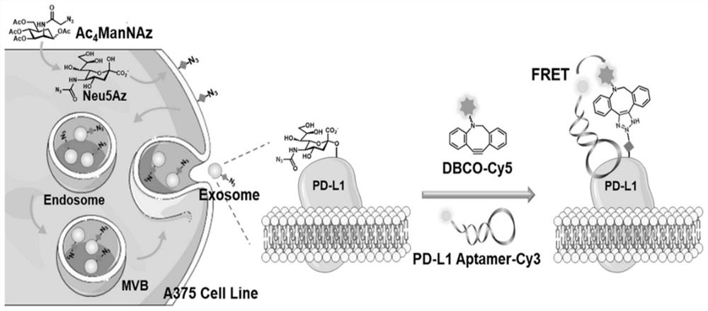 Research method of exosome PD-L1