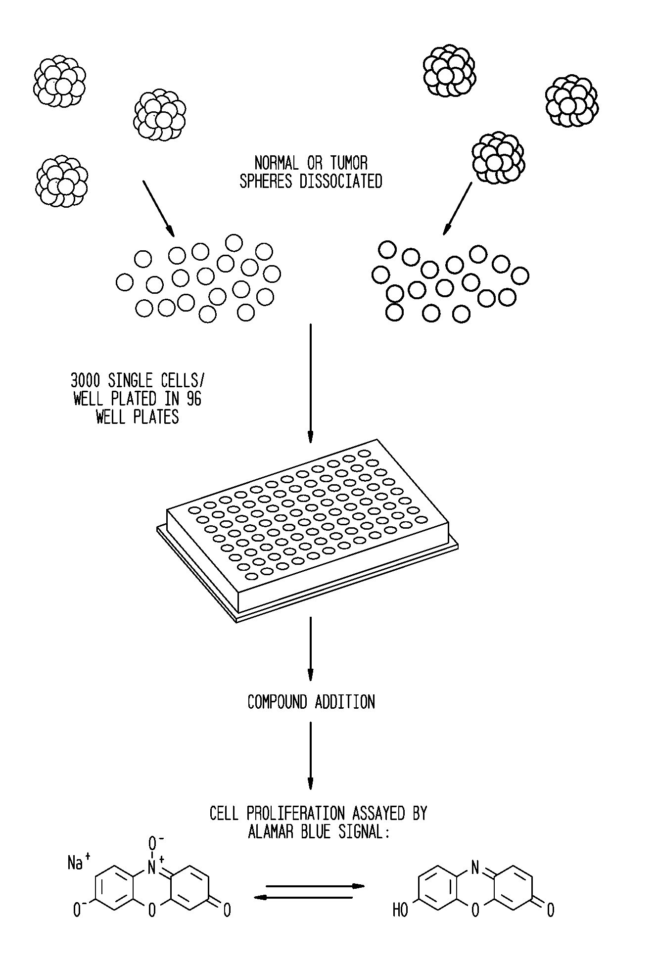 Cancer Stem Cells And Uses Thereof