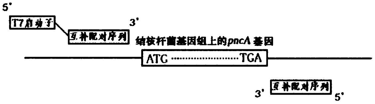 Mycobacterium tuberculosis drug resistance detection method