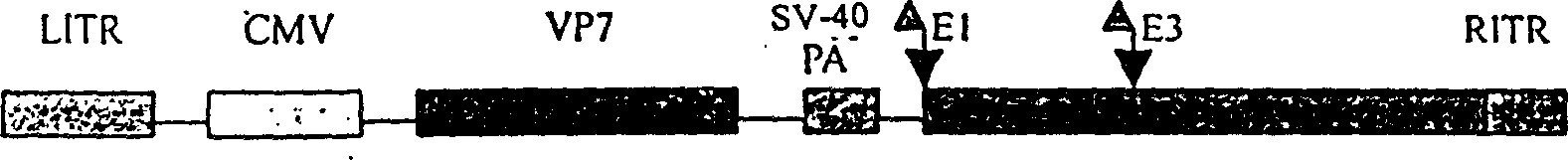 Recombinant adenovirus expressig human rotavirus VP7 and its preparing process and usage