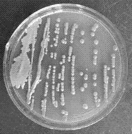 Pseudomonas chlororaphis with wide-spectrum antimicrobial activity and application thereof