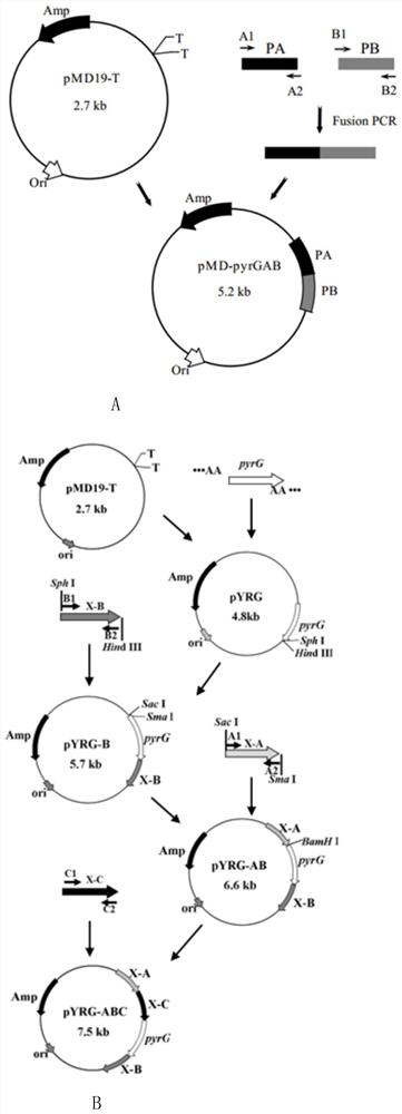 A method for synthesizing xylitol by Aspergillus oryzae engineering bacteria with enhanced saccharification ability of hemicellulose