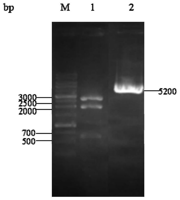 A method for synthesizing xylitol by Aspergillus oryzae engineering bacteria with enhanced saccharification ability of hemicellulose