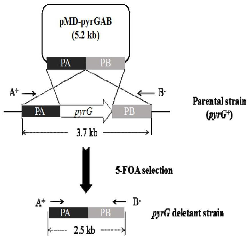 A method for synthesizing xylitol by Aspergillus oryzae engineering bacteria with enhanced saccharification ability of hemicellulose