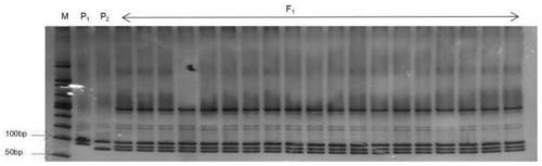 Simple sequence repeats (SSR) primer and method for identifying purity of hybrid seeds of Yunnan raphanus sativus L. No. 2