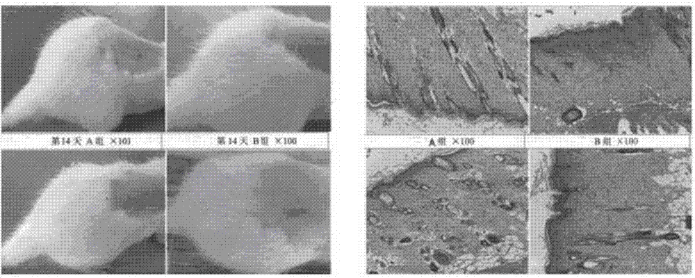 Biomass microfiber ointment and preparation method thereof