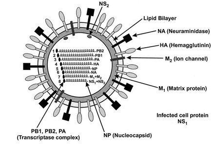 Nucleic acid dual fluorescence PCR (Polymerase Chain Reaction) detection kit for influenza A/B virus