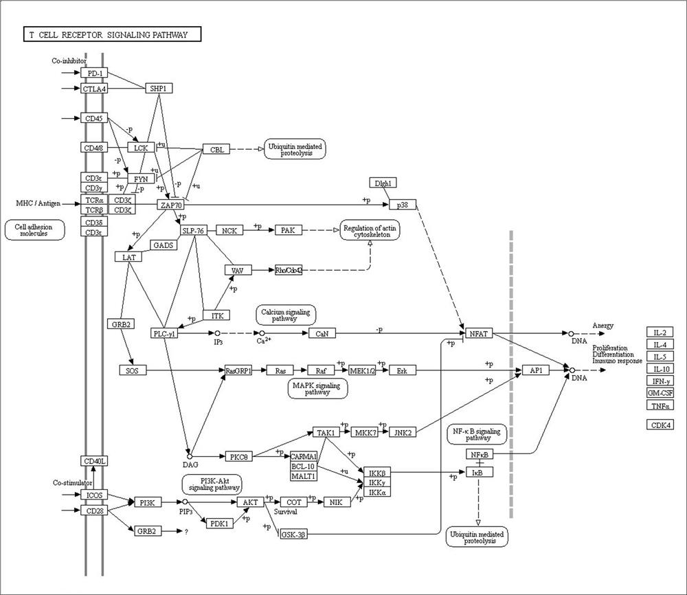 DNA probe pool for detecting genes and SNP sites related to Kawasaki disease, its preparation method and use