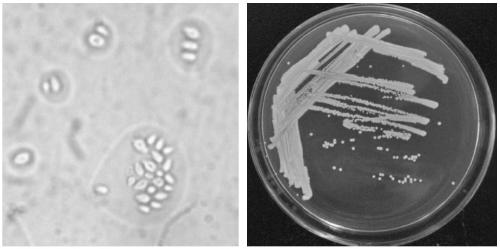 Pichia guilliermondii bacterium liquid biocontrol microbial agent and method for preparing same