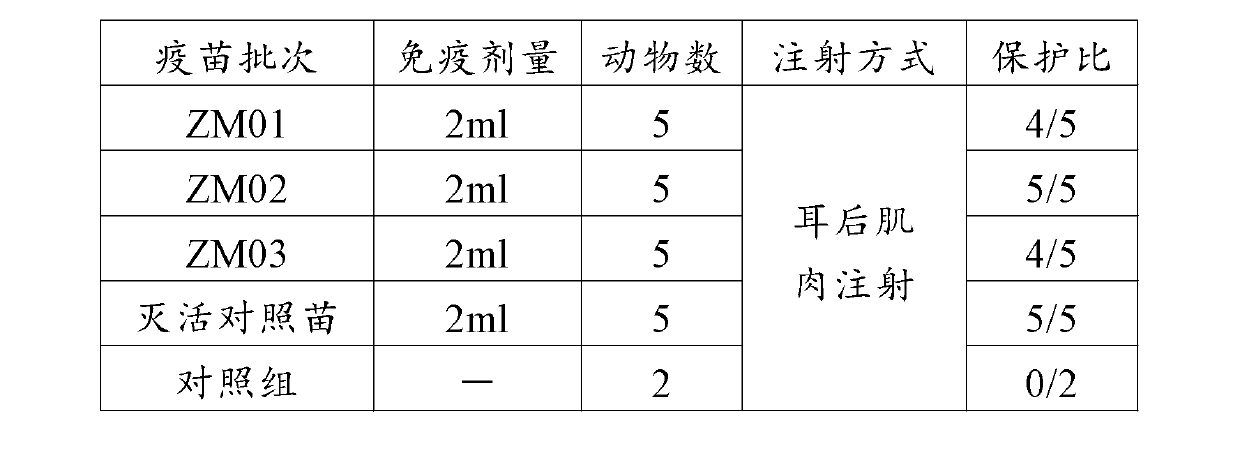 Polypeptide used for preparing bovine foot and mouth disease type O peptide vaccine, and preparation method and application thereof