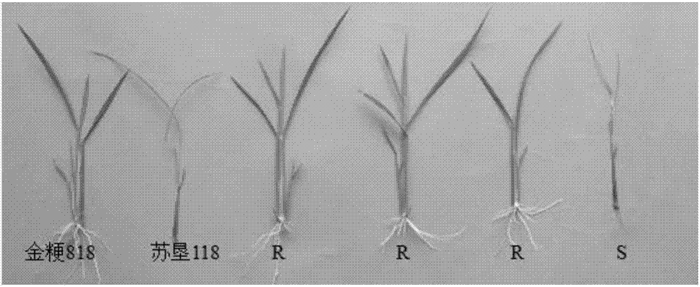 Method for cultivating japonica rice varieties resistant to herbicide imazethapyr assisted by molecular marker